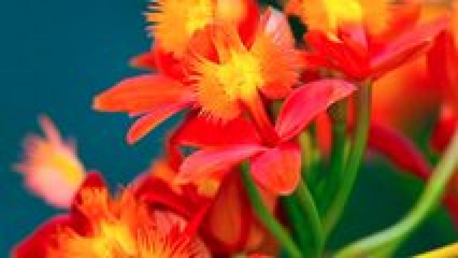 Saber y ganar - 15/04/16 - Ver ahora