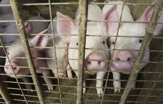 España, libre de cerdo contaminado