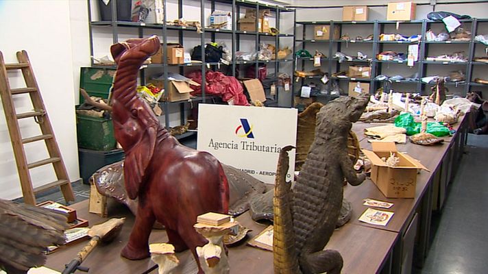 Telediario 1 - Un almacén de animales disecados en el aeropuerto de Barajas