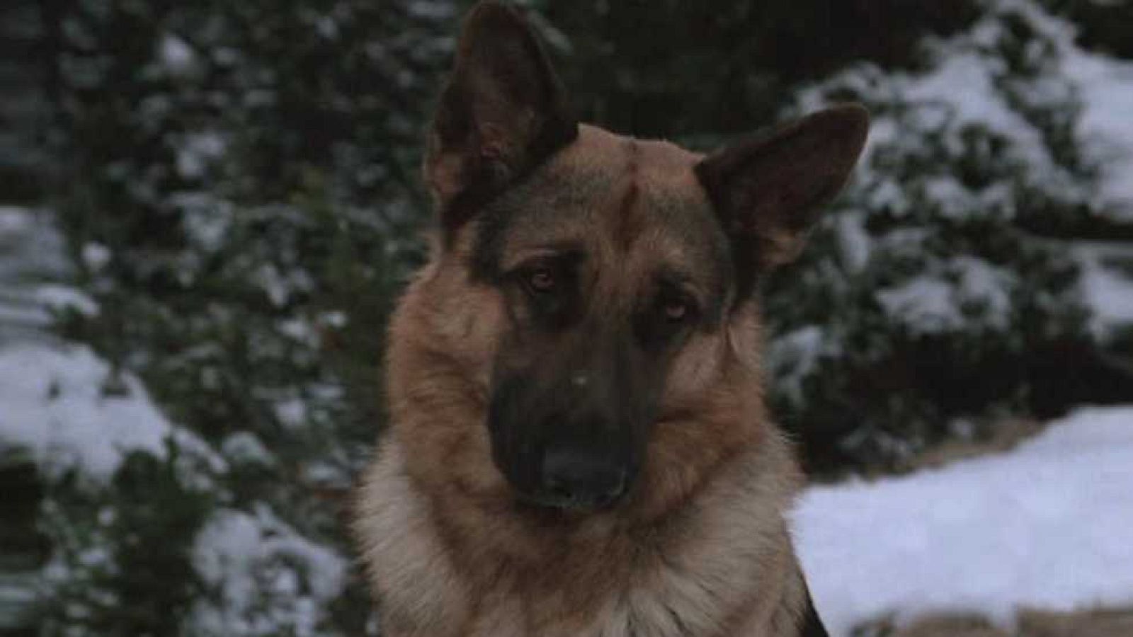 Mañanas de cine - La aventura de Tim y Buck - Ver ahora