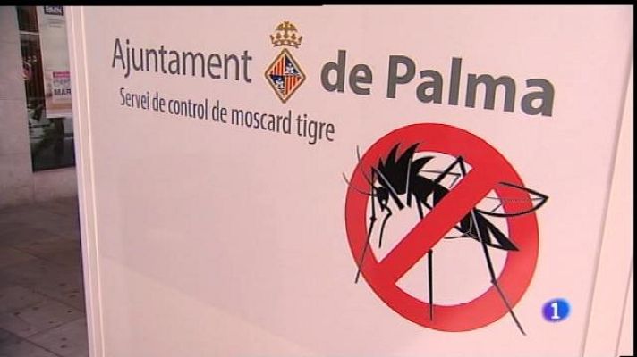 Informatiu Balear - Prevenció per evitar el moscard tigre