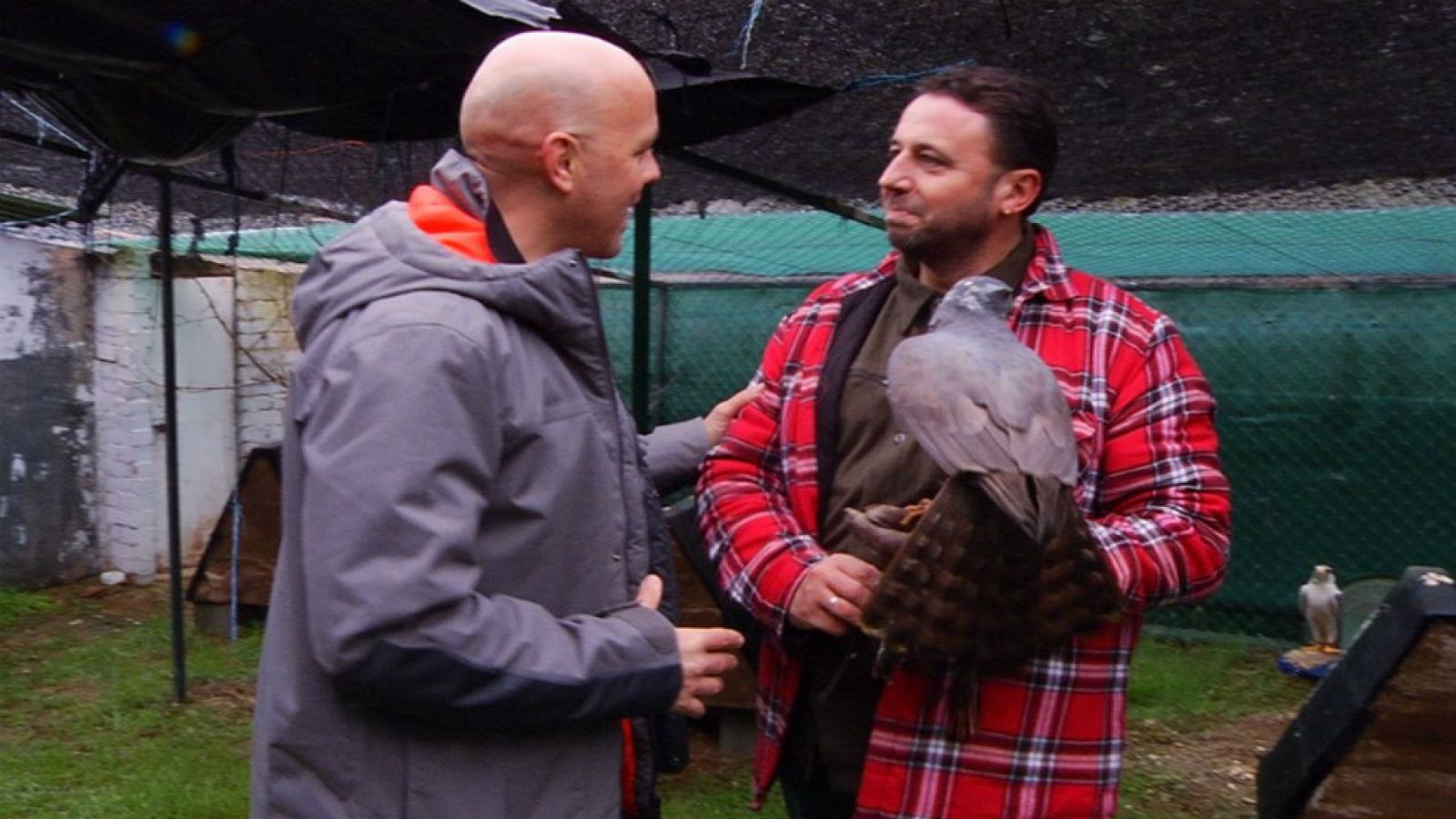 Guillermo, un cetrero de pro