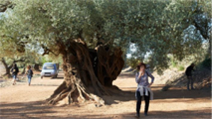 'El olivo': el conflicto de los olivos milenarioss