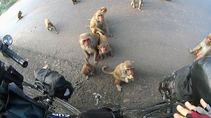  - Ciclistas, monos y otras especies compartiendo asfalto