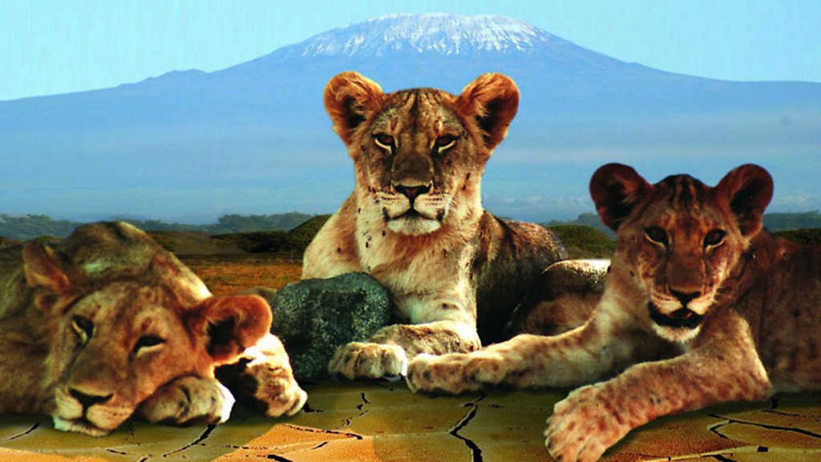 Grandes documentales - Sobrevivir a la sequía. Las leonas del río de Aren