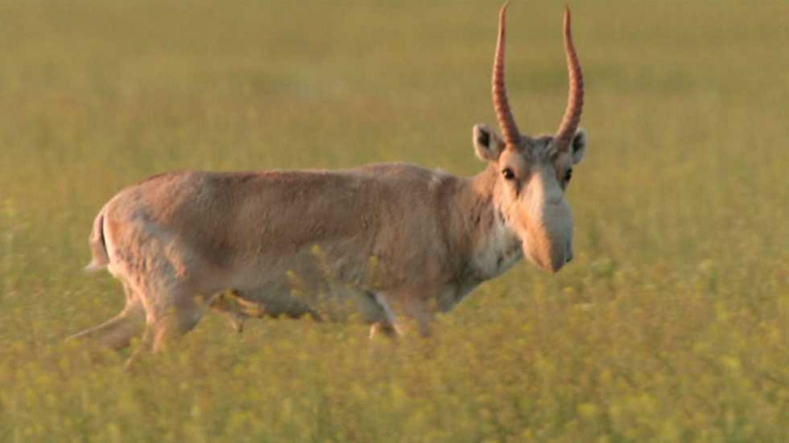 Grandes documentales - El Gran Cáucaso - ver ahora