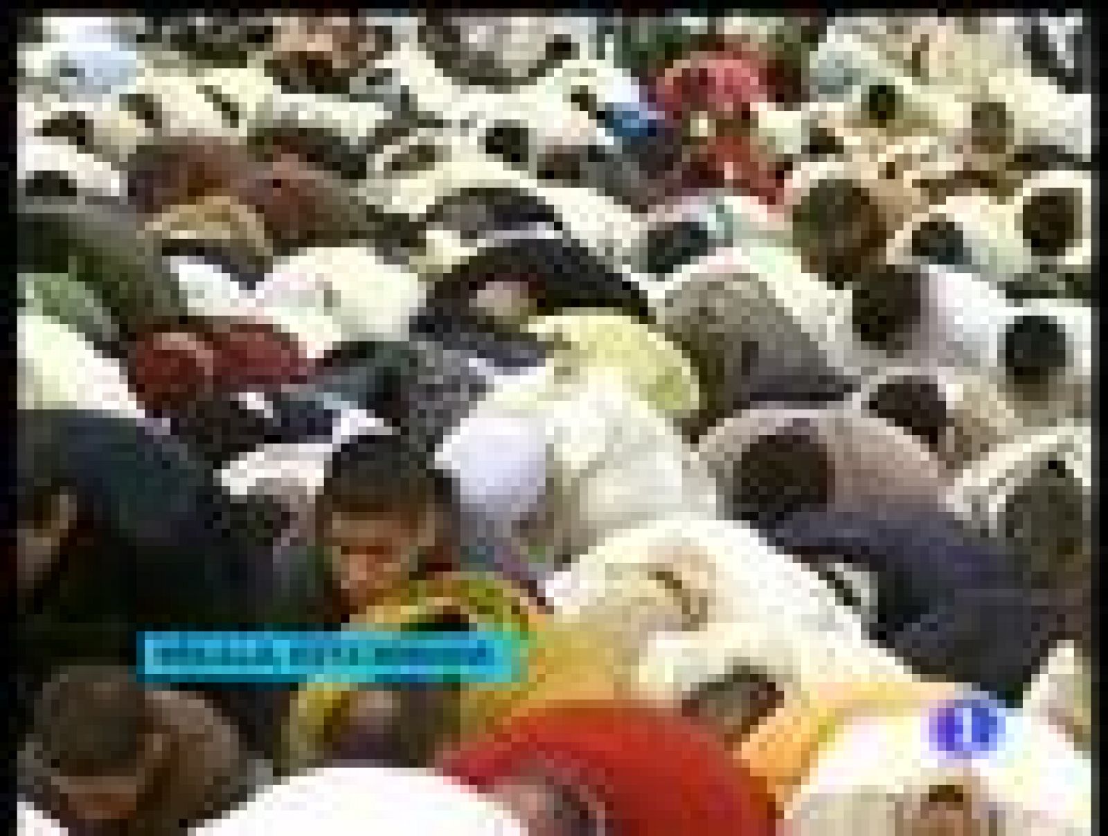 Se celebra en Ceuta y Melilla la fiesta del sacrificio del cordero | Ver