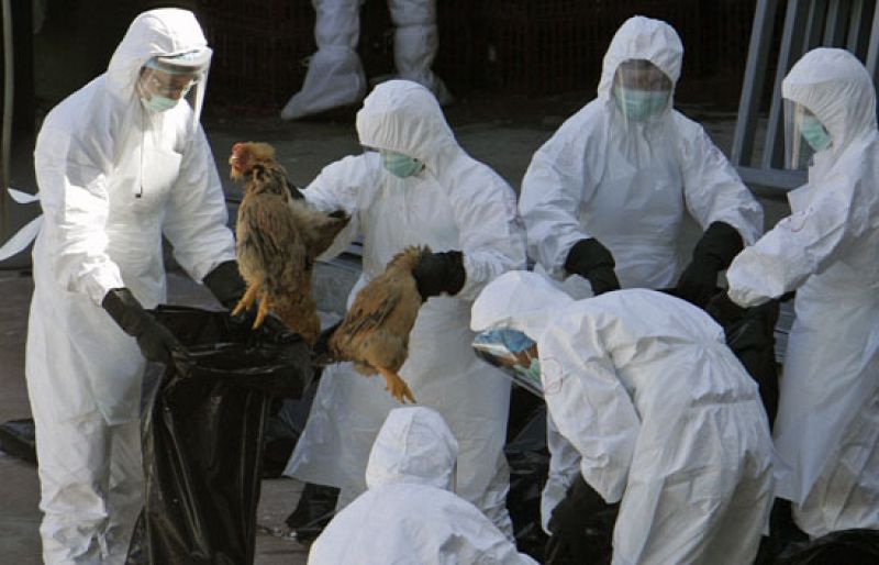 Nuevos brotes de gripe aviar en Hong Kong e Indonesia