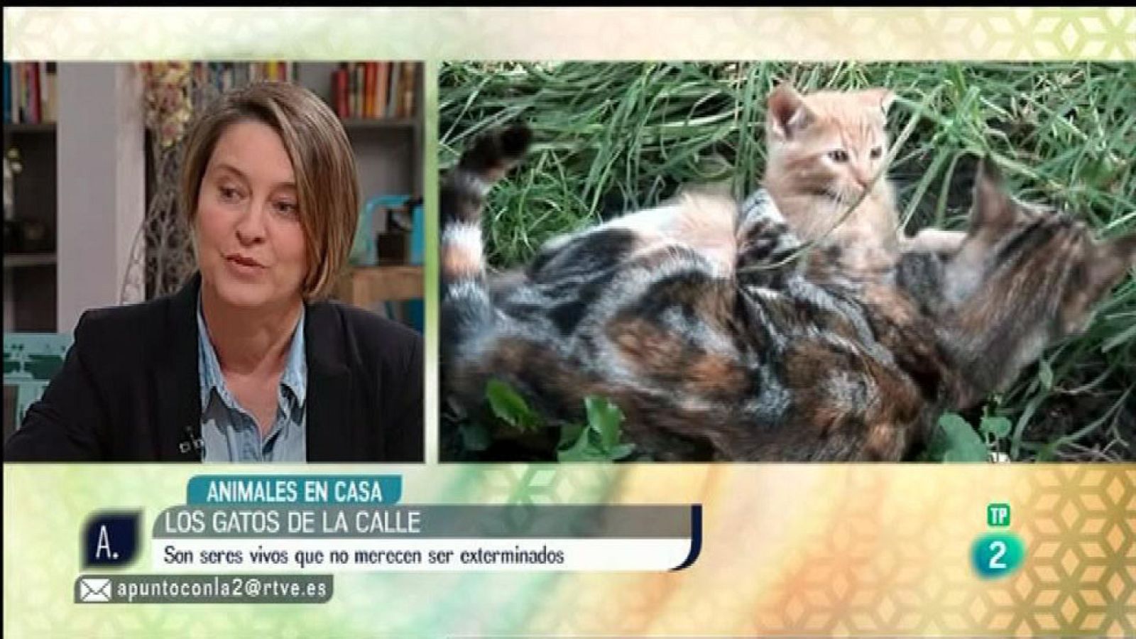 A punto con La 2 - Animales en casa - Los gatos callejeros