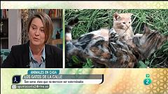 A punto con La 2 - Animales en casa - Los gatos callejeros
