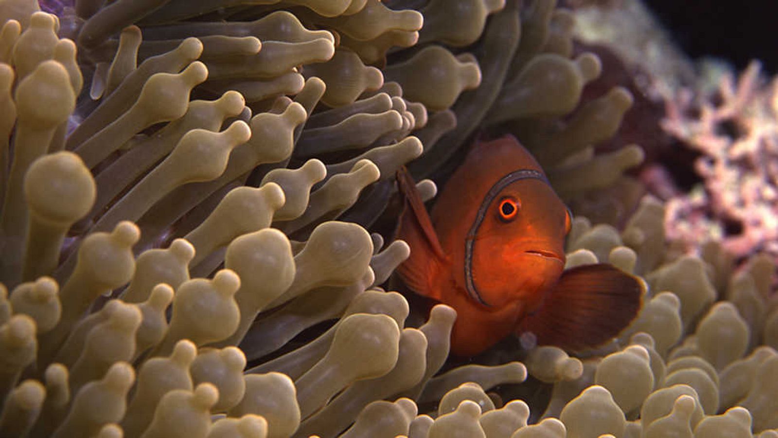 Grandes documentales - La vida en el arrecife (1) - Ver ahora