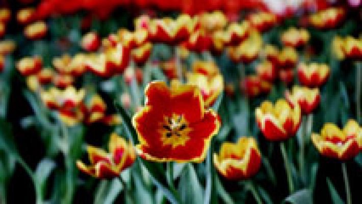 El tiempo - Temperaturas en aumento en ambas mesetas, área mediterránea y Baleares