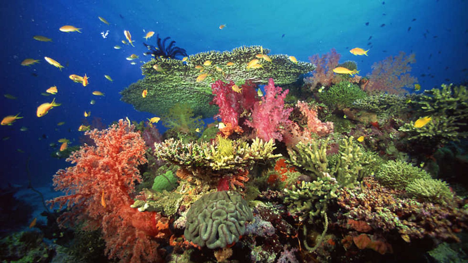 Grandes documentales - La vida en el arrecife (2) - ver ahora