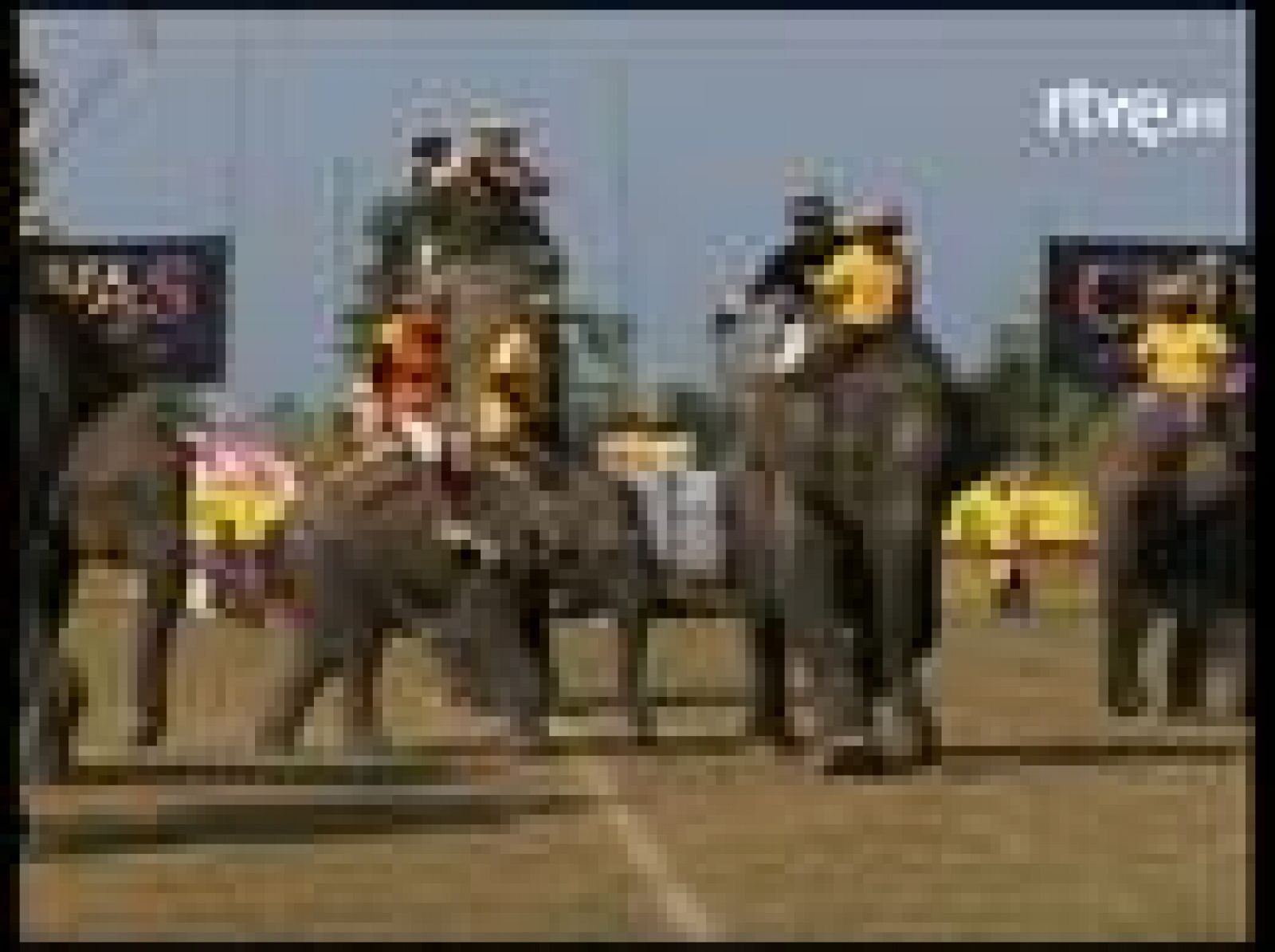 Sin programa: Campeones de polo en elefante | RTVE Play