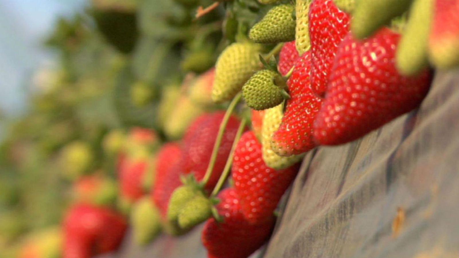 Fresas de Huelva, con pasaporte incluido