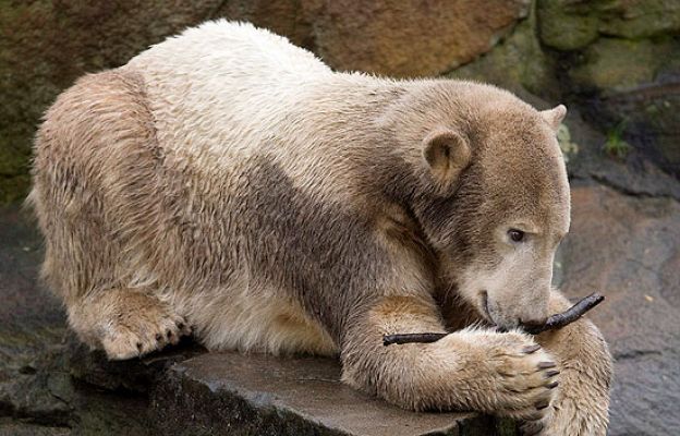 Los animales tienen derechos