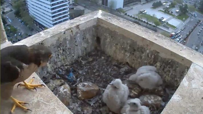 Telediario 1 - Las aves rapaces viven también en las grandes ciudades