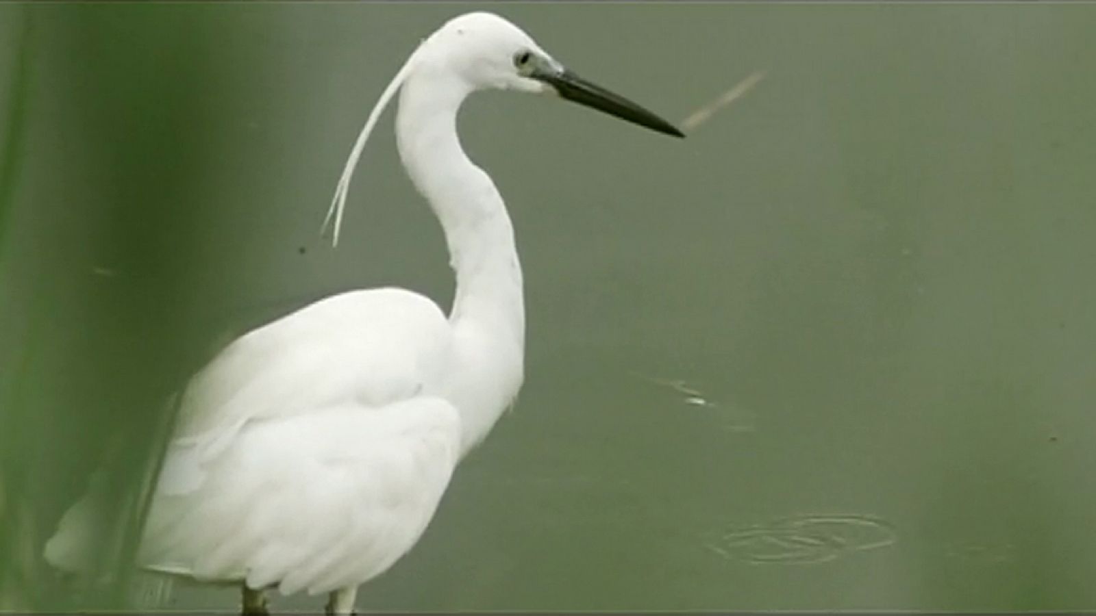 Red Natura 2000 - Programa 9 - ver ahora