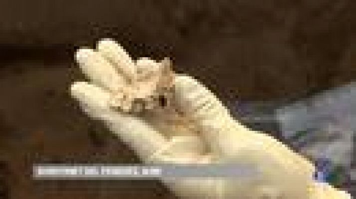 L'Informatiu - Extraordinària troballa al jaciment ibèric de la Font de la Canya, a Avinyonet del Penedès