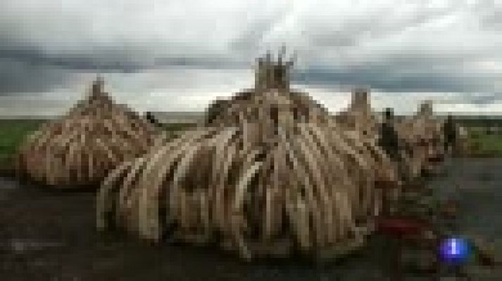 Telediario 1 - Kenia lucha contra la caza furtiva y el mercado negro del marfil