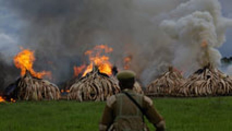 Kenia declara la guerra a los furtivos quemando 105 toneladas de marfil