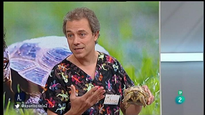 A punto con La 2 - Las tortugas