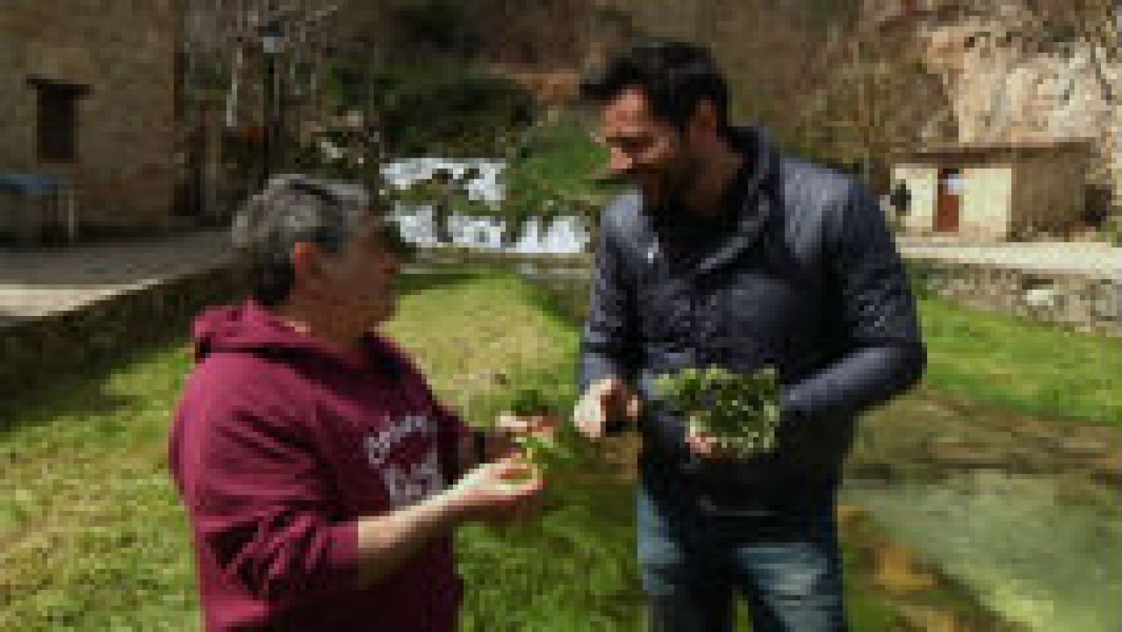 recetas de berros de jardin