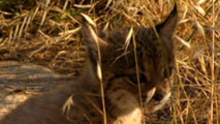 España Directo - Visitamos Doñana