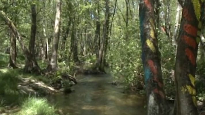 España Directo - El bosque de O Rexo