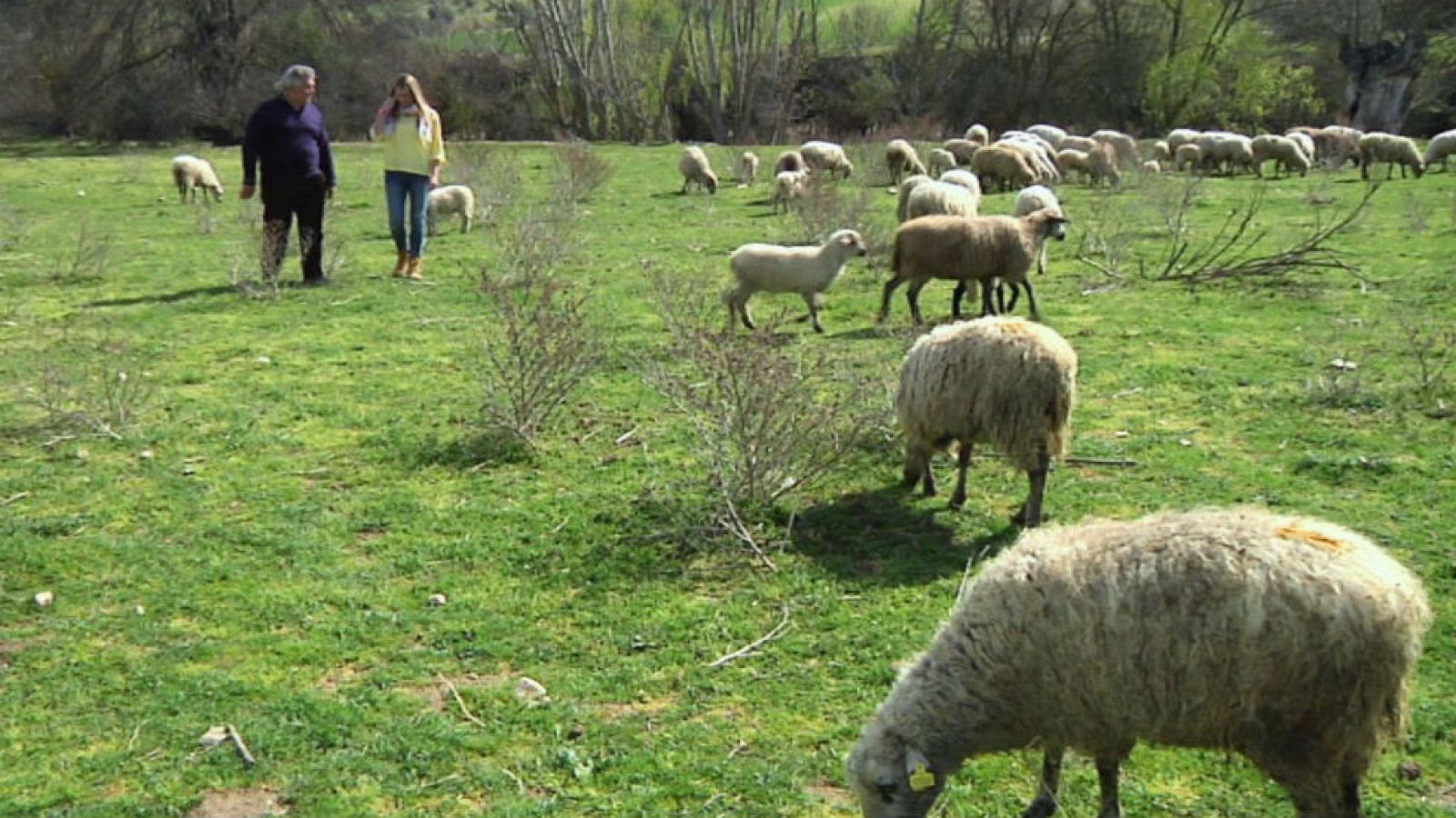 ¡En Madrid hay ovejas!