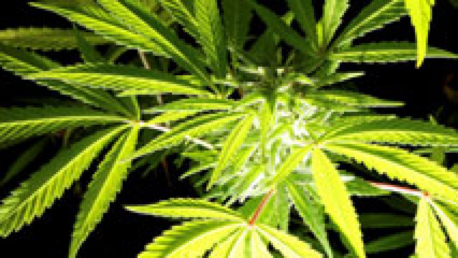 La edad de inicio en el consumo de cannabis baja a los 12 años