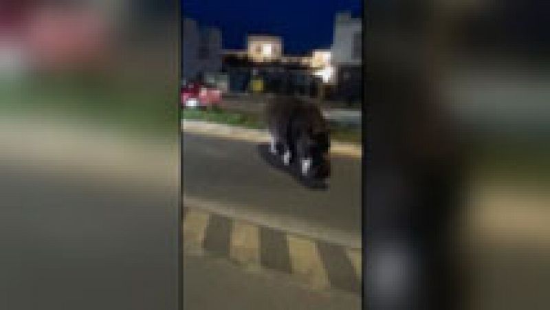 Un hipopótamo se escapa de un circo y se pasea por el municipio de Palos de la Frontera en Huelva sin causar daños