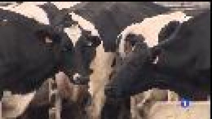 Informatiu Balear - Crisi en el sector lleter