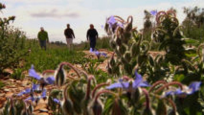 Aquí la Tierra - Orquídeas silvestres