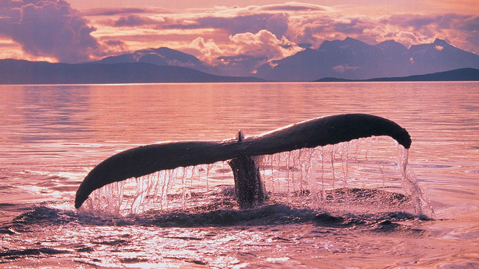 Grandes documentales - Gigantes de las profundidades - ver ahora