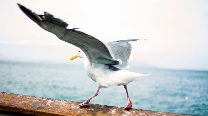 El tiempo - Lluvias fuertes en nordeste, y viento intenso en el norte y Andalucía