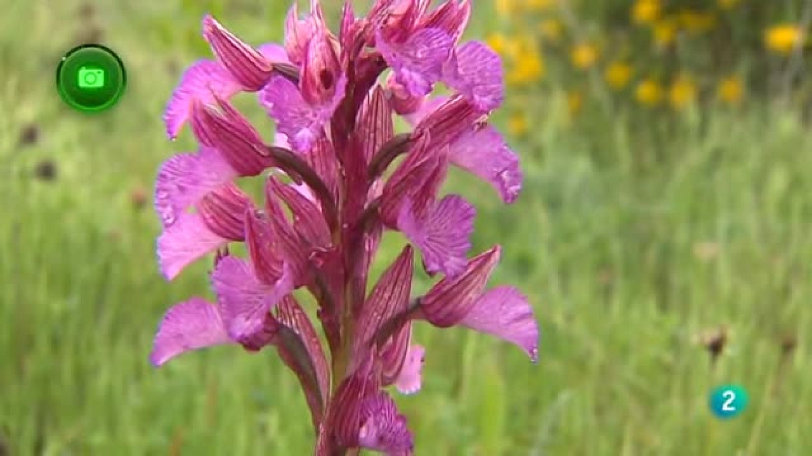 Agrosfera - En clave rural - Alange  (Badajoz)