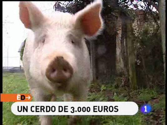 Un cerdo de 3.000 euros