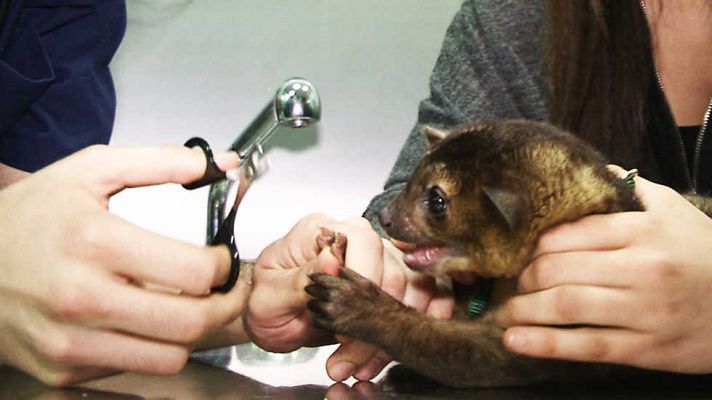 Comando Actualidad - Uno más en la familia