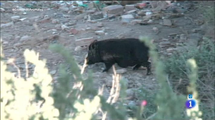 Comando Actualidad - Uno más de la família - Cerdos vietnamitas