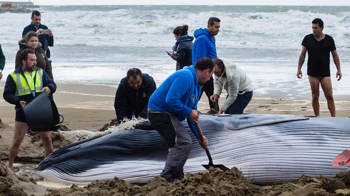Telediario 1 - Aparece una cría de ballena varada en una playa de Huelva