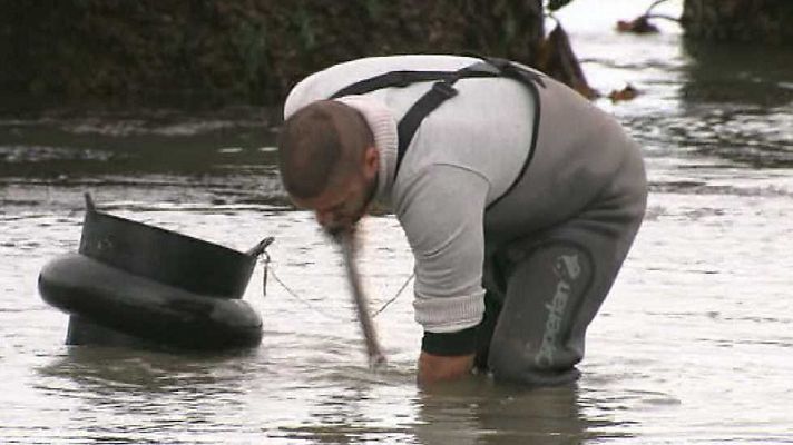 El escarabajo verde - La mar de ácido