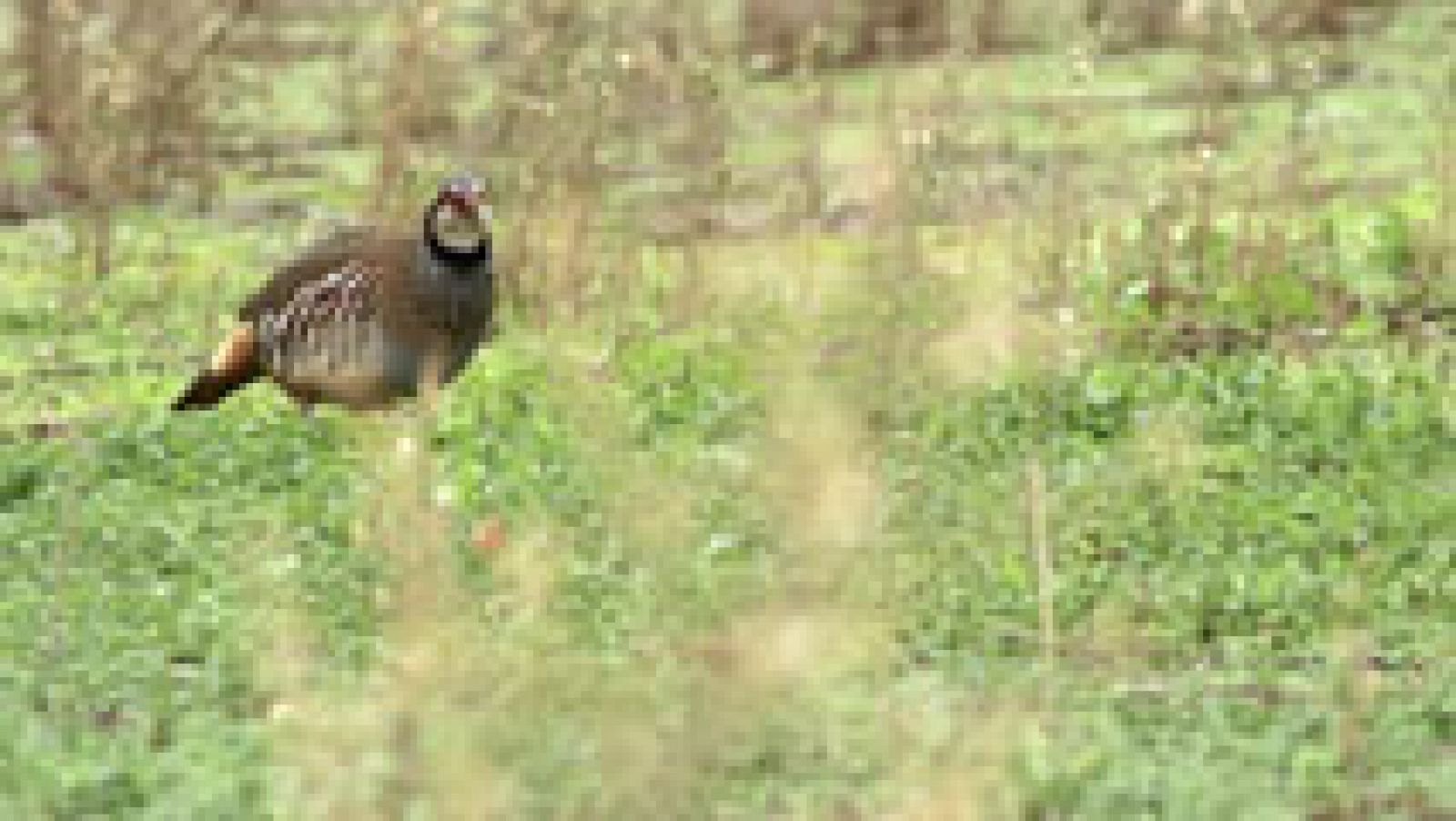 Red Natura 2000: Finca las Ensanchas - Avance | RTVE Play