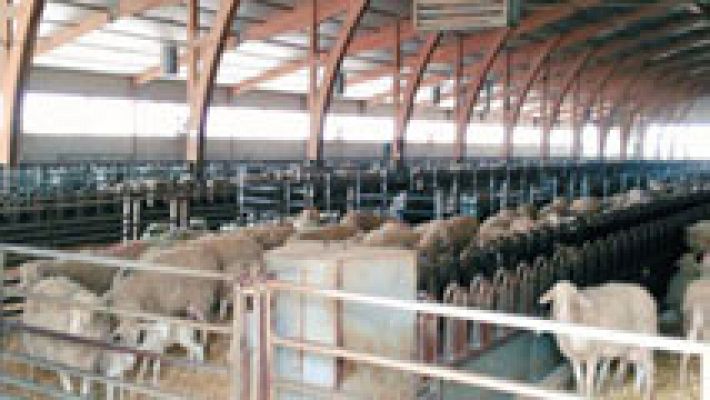 España Directo - El mejor queso del mundo ¡es manchego!