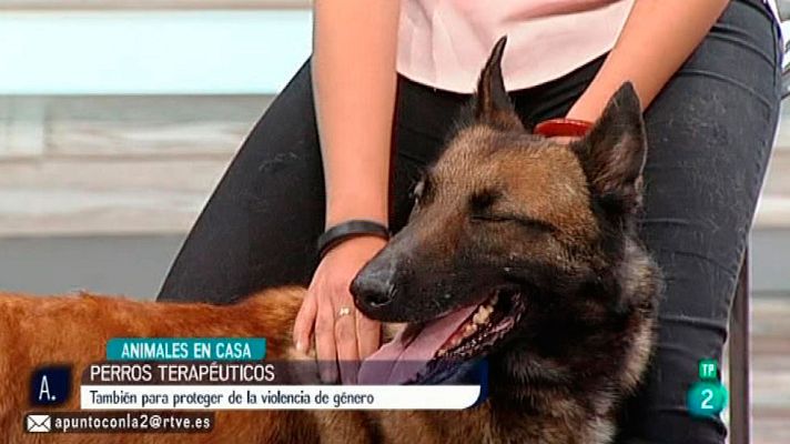 A punto con La 2 - Perros terapéuticos de defensa