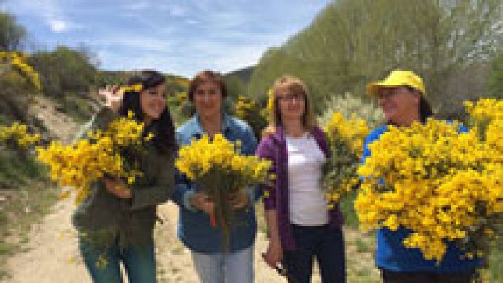 El piorno tiñe los campos de amarillo