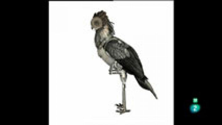 La aventura del Saber - Boek Visual: Celsius Pictor