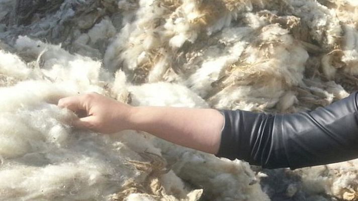 España Directo - Un lavadero ¡de lana!