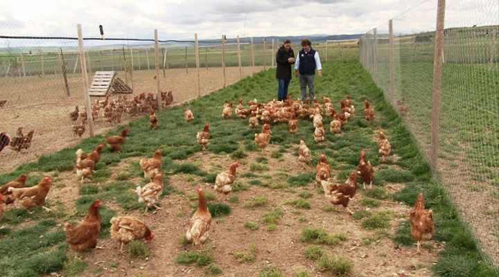 Lo verde, vende - Huevos ecológicos