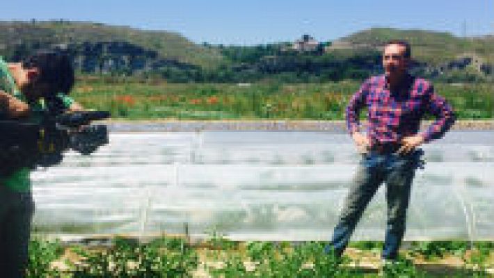 Aquí la Tierra - Su Majestad la lechuga